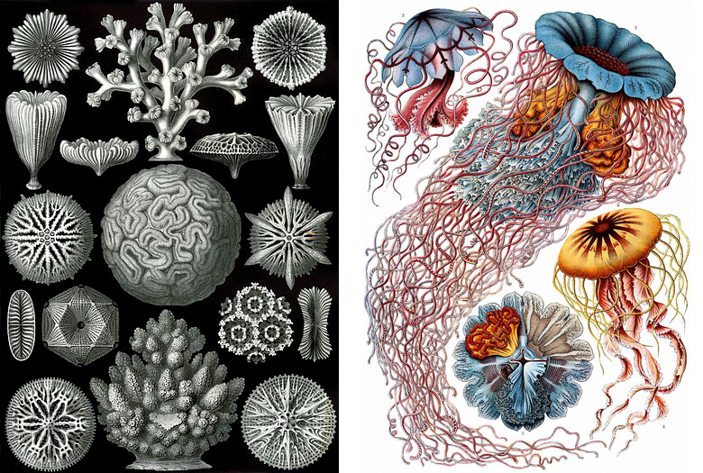 Plates from Haeckel's Kunstformen der Natur