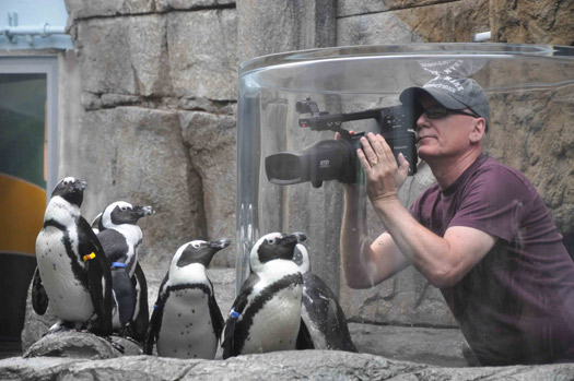 Randall Dark shoots penguins in 3D