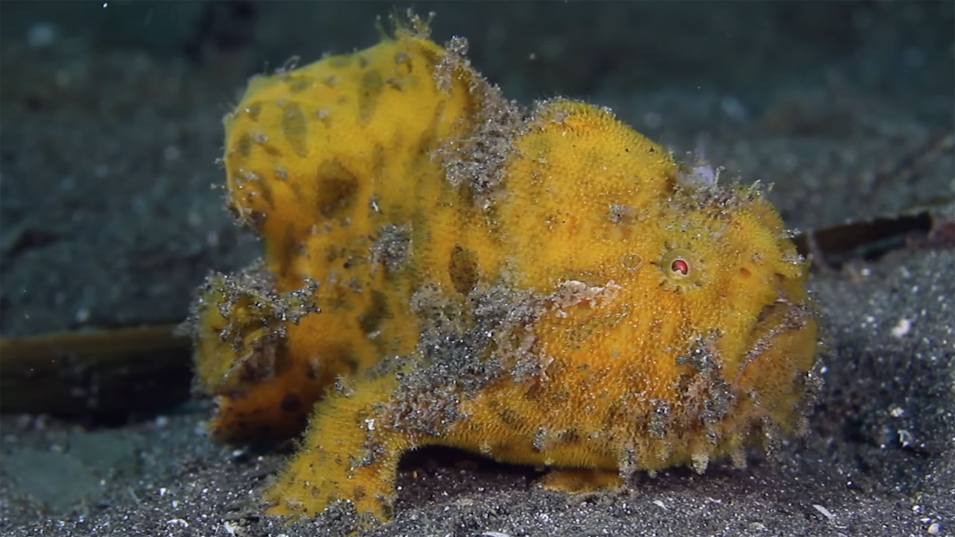 True Facts: Frog Fish - Studio Daily